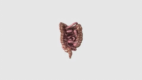 Rotating Human Intestines 3D Animation, ... | Stock Video | Pond5