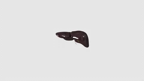 Rotating Human Liver 3D Animation, Reali... | Stock Video | Pond5