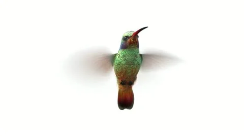 Rotating humming bird Stock Footage