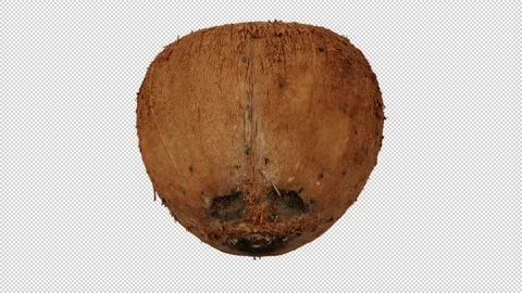 Rotating Husked Ripe Coconut on Transparent Background (Looping) Stock Footage 148508338
