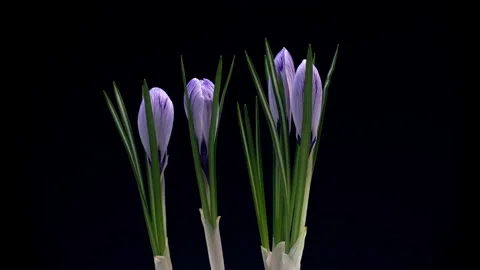 Rotating Hyperlapse of Blooming Purple Crocuses Stock Footage 309522734