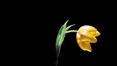 Rotating Hyperlapse of a Blooming Yellow Tulip Stock Footage 309526781