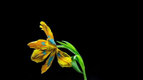 Rotating Hyperlapse of a Color-Graded Tulip Blooming Stock Footage 306582787