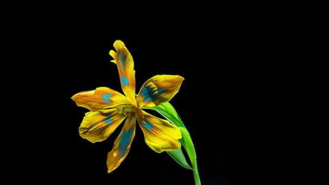 Rotating Hyperlapse of a Color-Graded Tulip Blooming Stock Footage 309525309
