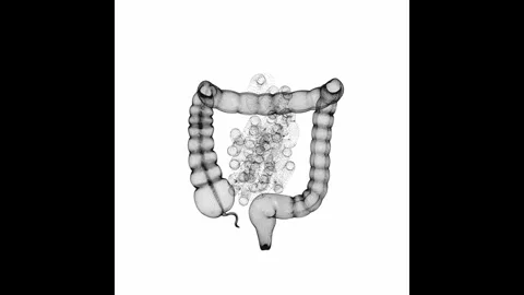 Rotating Intestines Minimalistic Wireframe Endless Loop 4K 60FPS Stock Footage 308382835