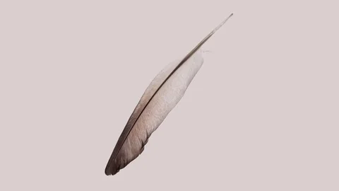 Rotating Isolated Bird's Feather Stock-Footage 114083454