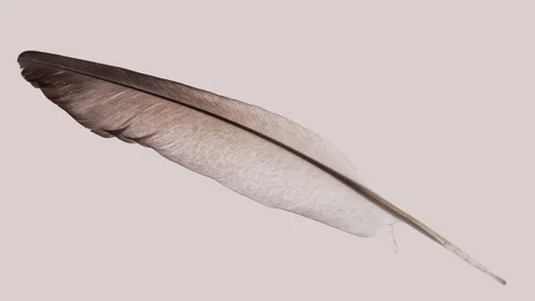 Rotating Isolated Bird's Feather Video stock 114083468