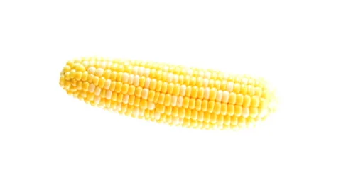 Rotating Isolated Corn HD Video stock 40713332