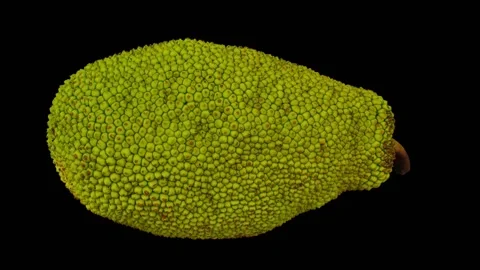 Rotating Jackfruit on Black Background (Looping) Stock Footage 146717861
