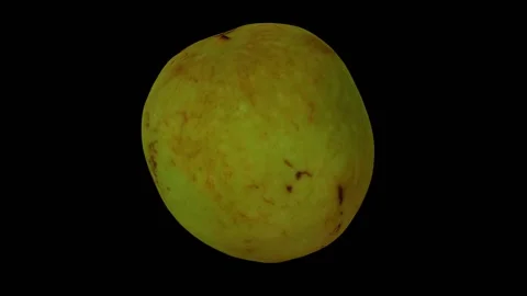 Rotating Jujube on Black Background (Looping) Stock Footage 146718392