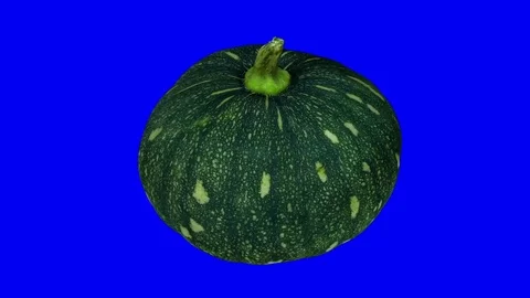 Rotating Kabocha Squash on Blue Background Video stock 80597621