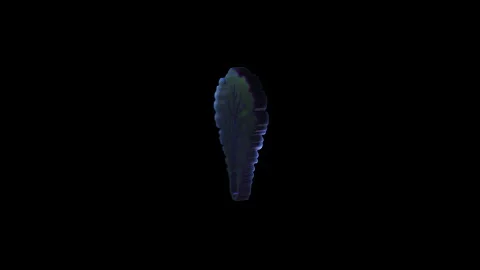 Rotating kale leaf on black background Stock Footage 321716442
