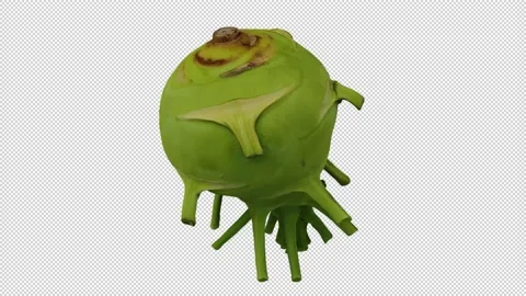 Rotating Kohlrabi on Transparent Background (Looping with Alpha Channel) Stock Footage 147559255