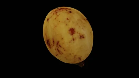 Rotating Lanzones on Black Background (Looping) Stock Footage 148594376