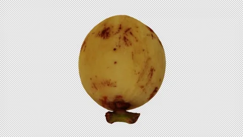 Rotating Lanzones on Transparent Background (Looping with Alpha Channel) Stock Footage 148594120