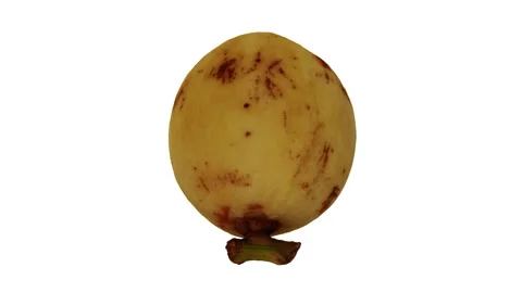 Rotating Lanzones White Background (Looping) Stock Footage 148594180