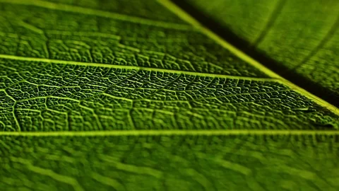 Rotating leaf feather and flower on turn... | Stock Video | Pond5