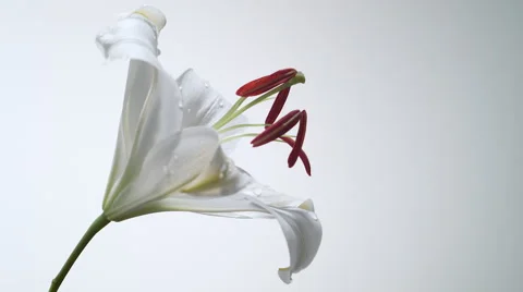 Rotating lily. Slow Motion. Stock Footage 55885473