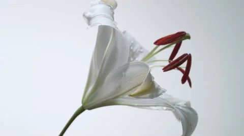 Rotating lily. Slow Motion. Stock Footage 55885730