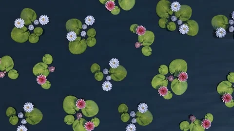 Rotating lily in water Stock Footage 50115506
