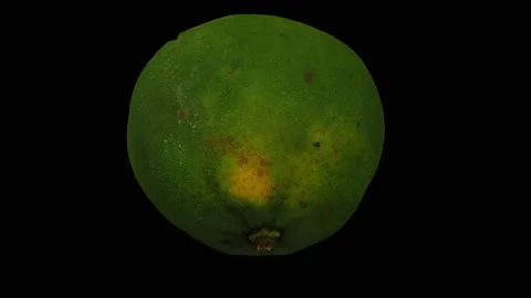 Rotating Lime on Black Background (Looping) Stock Footage 146811516