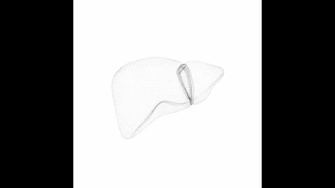 Rotating Liver Minimalistic Wireframe Endless Loop 4K 60FPS Stock Footage 308382111