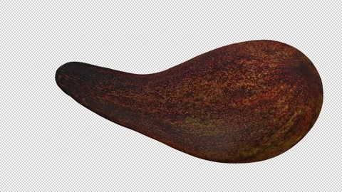 Rotating Long Neck Avocado on Transparent Background (Looping) Stock Footage 146671035