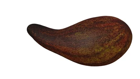 Rotating Long Neck Avocado on White Background (Looping) Stock Footage 146670430