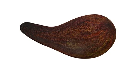 Rotating Long Neck Avocado on White Background (Looping) Stock Footage 146671082