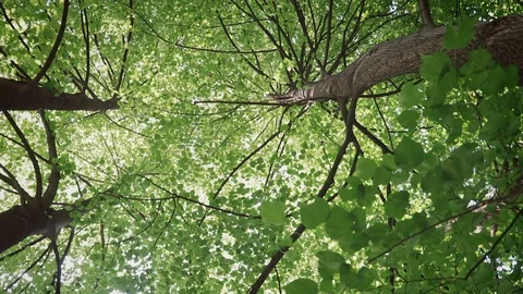 Rotating look up to the tree crowns Stock Footage 114474030