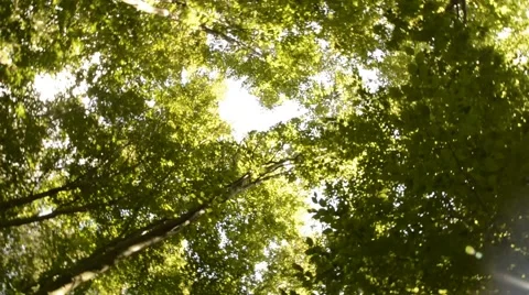 Rotating looking up in Daytime Forest - late summer Stock Footage 44641092