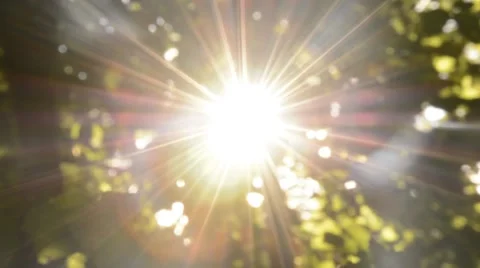 Rotating looking up in Daytime Forest - late summer Stock Footage 44641712