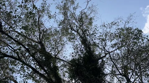 Rotating Low Angle View of Big Tree Canopy Against Blue Sky Stock Footage 343388233