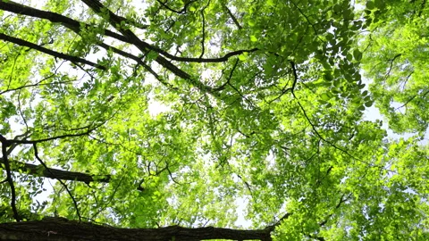 Rotating low angle view of forest trees in Karuizawa with sun. 4K. Видео 328629723