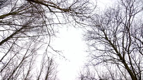 Rotating Low Angle View of Snowy Dark Forest in the Morning Stock Footage 148489726