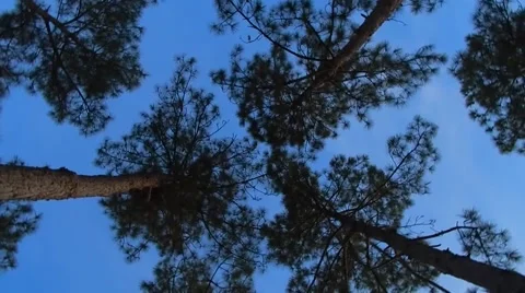 Rotating low view looking up to tree tops Vídeos de archivo 45530065