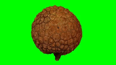 Rotating Lychee on Green Background (Looping) Stock Footage 97748462