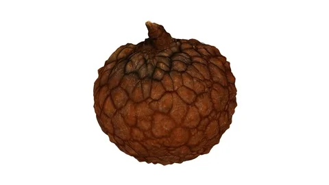 Rotating Lychee on White Background (Looping) Stock Footage 97747671