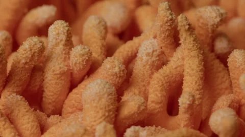 Rotating Macro Texture of Cordyceps - Zoom Out Scientific Visual Stock Footage 331564516
