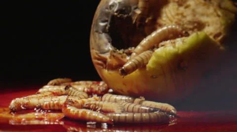 Rotating Maggot Horror Stock Footage 30362915