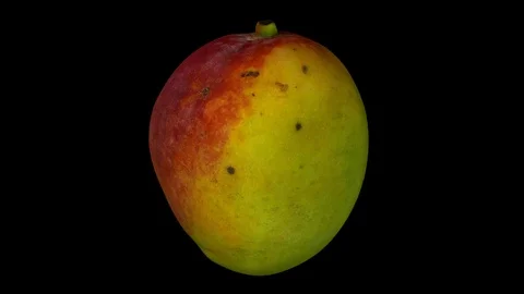 Rotating Mango on Black Background (Looping) Stock Footage 93377815