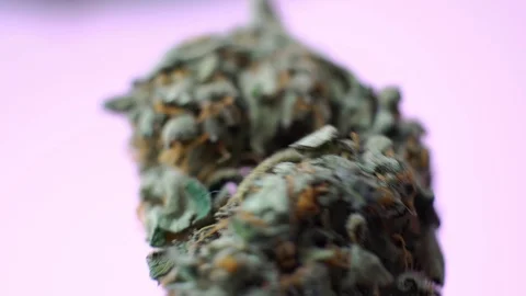 Rotating marijuana bud on a pink background close-up. Stock Footage 107165780