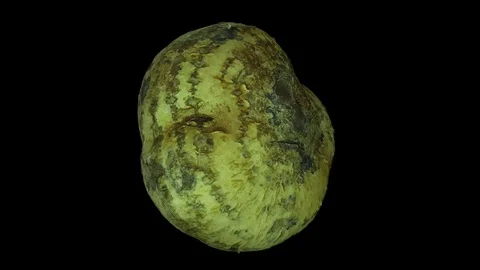 Rotating Mexican Turnip on Black Background Stock Footage 80595131