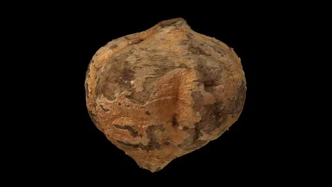 Rotating Mexican Turnip on Black Background (Looping) 스톡 동영상 98480171