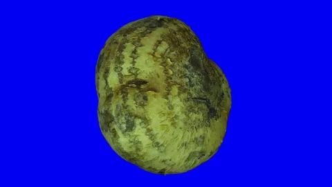 Rotating Mexican Turnip on Blue Background Stock Footage 80595244