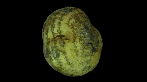 Rotating Mexican Turnip on Transparent Background (Alpha Channel) Stock Footage 80870876