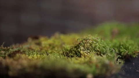 Rotating Moss Water Drops Extreme Closeup Stock Footage 99164015