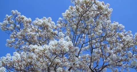 Rotating Movement under Huge Blooming Tree in Spring Vídeos de archivo 130238999