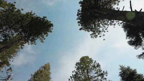 Rotating nTree Tops with Sky Stock Footage 188803906