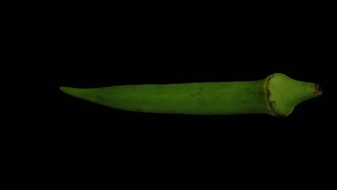 Rotating Okra on Black Background (Looping) Stock Footage 146819144